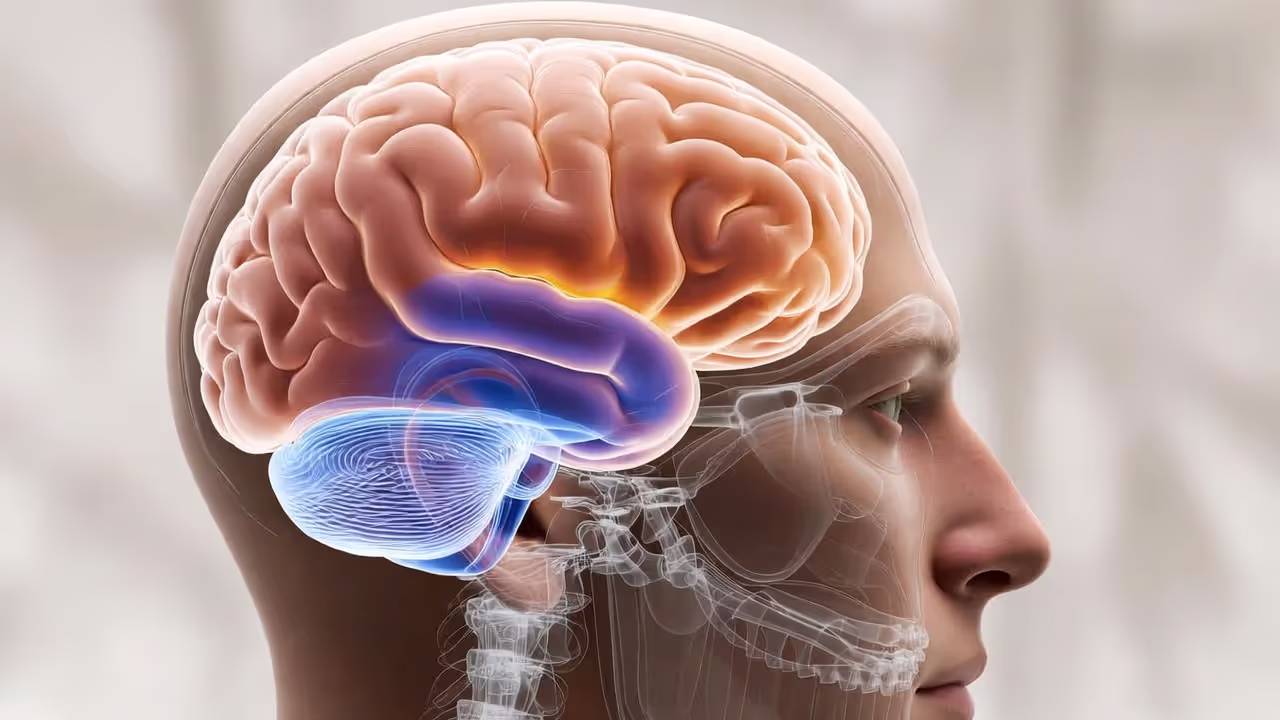 Medical illustration of brain in profile highlighting prefrontal cortex and amygdala